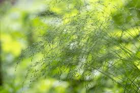 Attēlu rezultāti vaicājumam “Poa nemoralis fruit”