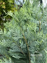 Attēlu rezultāti vaicājumam “Chamaecyparis lawsoniana”