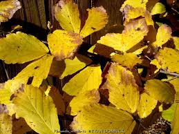 Attēlu rezultāti vaicājumam “Hamamelis vernalis leaf”