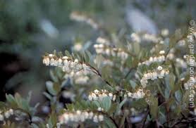 Attēlu rezultāti vaicājumam “Chamaedaphne calyculata”