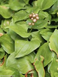 Attēlu rezultāti vaicājumam “Maianthemum bifolium fruit”