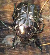 Attēlu rezultāti vaicājumam “Liocola lugubris”