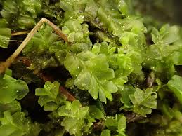 Attēlu rezultāti vaicājumam “Chiloscyphus pallescens”