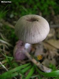 Attēlu rezultāti vaicājumam “Laccaria amethystina”