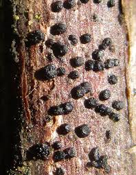 Attēlu rezultāti vaicājumam “Symphytocarpus trechisporus sessile”