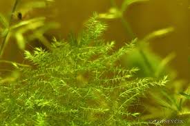 Attēlu rezultāti vaicājumam “Leptodictyum riparium”