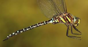 Attēlu rezultāti vaicājumam “Aeshna juncea”