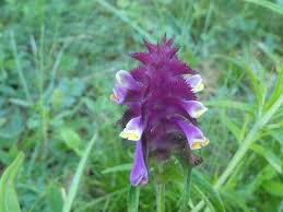 Attēlu rezultāti vaicājumam “Melampyrum cristatum”