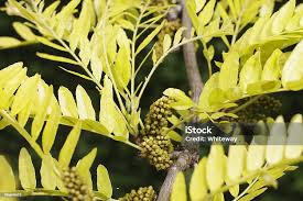 Attēlu rezultāti vaicājumam “Gleditsia triacanthos flower”