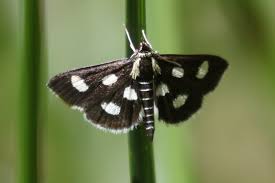 Attēlu rezultāti vaicājumam “Anania funebris”