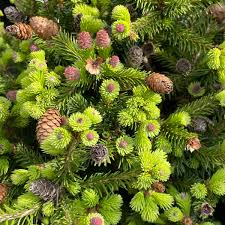 Attēlu rezultāti vaicājumam “Picea”