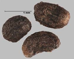 Attēlu rezultāti vaicājumam “Galium boreale fruit”