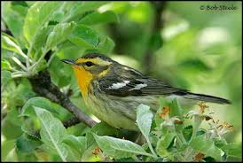 Image result for Dendroica fusca