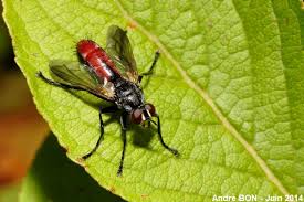 Attēlu rezultāti vaicājumam “Cylindromyia sp.”