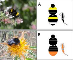 Attēlu rezultāti vaicājumam “Bombus terrestris”