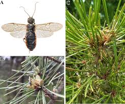 Attēlu rezultāti vaicājumam “Acantholyda posticalis”