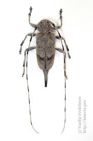 Attēlu rezultāti vaicājumam “Acanthocinus aedilis”