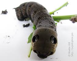 Attēlu rezultāti vaicājumam “Deilephila elpenor imago”