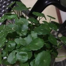 「香菇草」的圖片搜尋結果