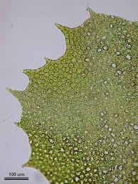 Attēlu rezultāti vaicājumam “Plagiochila porelloides”