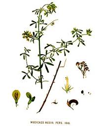 Attēlu rezultāti vaicājumam “Medicago x varia  flower”