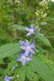 Image result for Campanula lingulata
