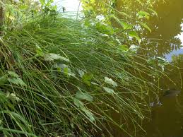 Attēlu rezultāti vaicājumam “Carex remota”