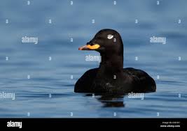 Attēlu rezultāti vaicājumam “Melanitta fusca male”