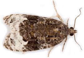 Attēlu rezultāti vaicājumam “Apotomis betuletana”