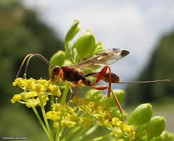 Attēlu rezultāti vaicājumam “Ichneumonidae”