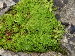 Attēlu rezultāti vaicājumam “Tortella tortuosa”