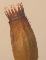 Attēlu rezultāti vaicājumam “Dicranum montanum sporophyte”