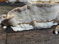 Attēlu rezultāti vaicājumam “Antrodia mellita”