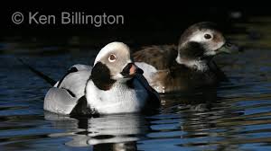 Attēlu rezultāti vaicājumam “Clangula hyemalis”