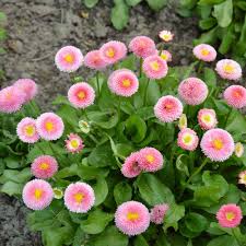 Image result for Bellis perennis