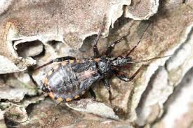 Attēlu rezultāti vaicājumam “Rhynocoris annulatus imago”