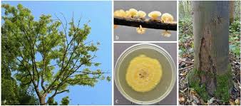 Attēlu rezultāti vaicājumam “Hymenoscyphus fraxineus”