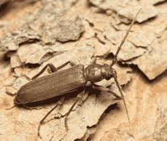 Attēlu rezultāti vaicājumam “Criocephalus rusticus”