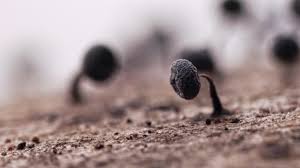 Attēlu rezultāti vaicājumam “Physarum album macro”