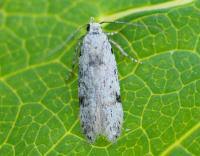 Attēlu rezultāti vaicājumam “Carpatolechia alburnella”