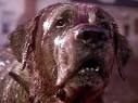 CUJO - Stephen King Photo (18736904) - Fanpop