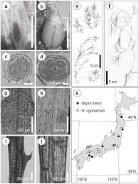 Attēlu rezultāti vaicājumam “Najas minor leaf”