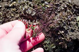 Attēlu rezultāti vaicājumam “Cardamine impatiens fruit”