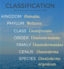 Attēlu rezultāti vaicājumam “Clastodermataceae”