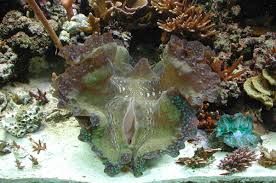 Attēlu rezultāti vaicājumam “Diderma crustaceum macro”