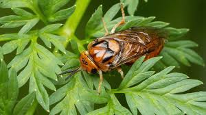 Attēlu rezultāti vaicājumam “Diprionidae”