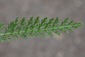 Attēlu rezultāti vaicājumam “Achillea salicifolia leaf”