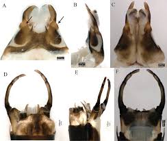 Attēlu rezultāti vaicājumam “Siphlonurus male”