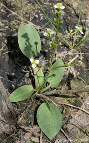 Attēlu rezultāti vaicājumam “Alisma plantago-aquatica”
