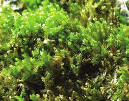 Attēlu rezultāti vaicājumam “Platygyrium repens”